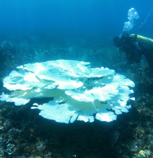 Dr. Goreau: ‘Extreme temperatures are coming…