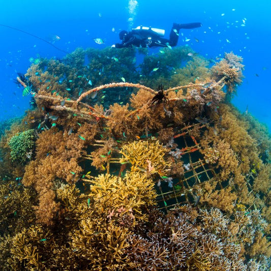 INDONESIA | Pemuteran