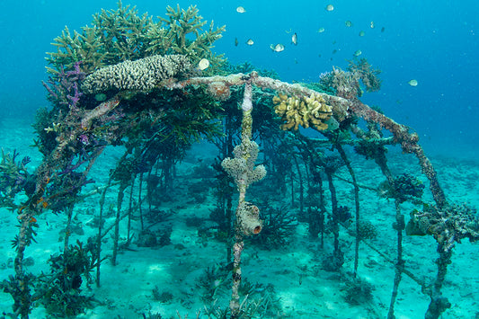 INDONESIA | Cangga Island