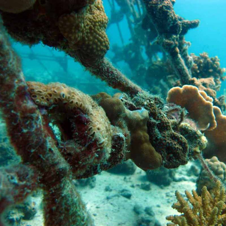 BioRock around the world – BioRocks